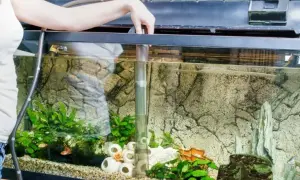 Jak czyścić piasek w akwarium, aby uniknąć problemów z glonami