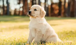 Uroczy szczeniak golden retriever siedzi na trawie. Zastanawiasz się, co może jeść szczeniak oprócz karmy?