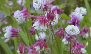 Zarte Akelei-Blüten in Rosa und Weiß, ideal für einen halbschattigen Standort im Garten.
