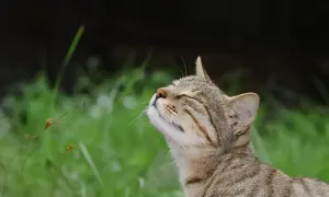 A tabby cat tilts its head back, eyes closed, as if savoring a pleasant scent. This feline seems to be enjoying the fresh air, unlike the strong smells cats hate.
