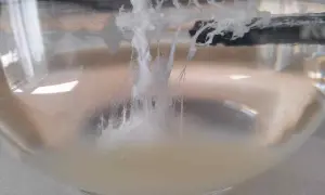 La reazione chimica che ricorda come fare la barca di San Giovanni: filamenti bianchi si formano in un liquido torbido.