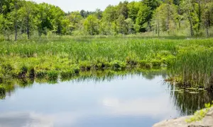 Zielona roślinność nad brzegiem spokojnego stawu, z lasem w tle. Widać, jak ważna jest odległość stawu od granicy działki dla zachowania naturalnego krajobrazu.