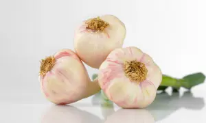 Drei frische Knoblauchknollen mit rosa Streifen, bereit, um frischen Knoblauch haltbar zu machen.