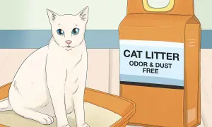 A white cat sits in a litter box next to a bag of cat litter, illustrating how to train a cat to use a litter box.