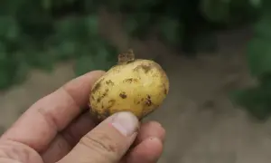 Dłoń trzyma świeżo wykopane ziemniaki Marabel, lekko przybrudzone ziemią, gotowe do dalszej obróbki.