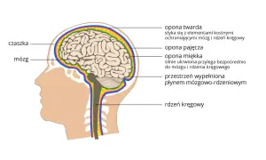 Przekrój głowy ukazujący mózg, czaszkę i otaczające je opony. Widoczny jest również rdzeń kręgowy.
