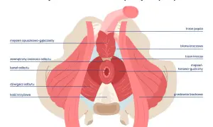 Mięśnie Kegla u mężczyzn: Poprawia erekcję, kontrolę moczu i prostatę