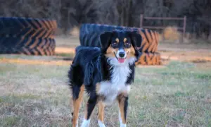 Ein fröhlicher Mini Australian Shepherd Mix steht im Gras, hinter ihm gestapelte Reifen.