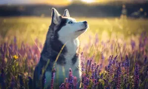 Piękny husky syberyjski w kwiecistej łące. Zastanawiasz się nad husky syberyjski cena?