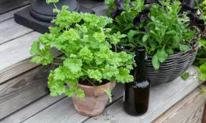 En frodig persilja i kruka står på en träaltan bredvid en mörk flaska och en korg med mörka blommor.