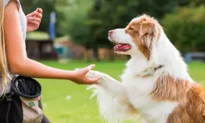 Szkolenie psa: pies podaje łapę, a jego opiekunka trzyma smakołyk.