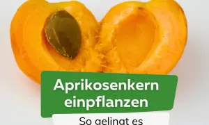 Eine aufgeschnittene Aprikose mit Kern. Der Text "Aprikosenkern einpflanzen" und "So gelingt es" deutet auf eine Anleitung hin.