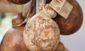 Forme tonde e rustiche di caciocavallo podolico del Gargano, appese con spago, con etichette che ne raccontano la storia.