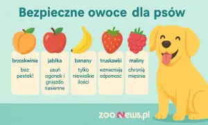 Bezpieczne owoce dla psów: brzoskwinie bez pestek, jabłka (bez gniazda nasiennego), banany (w małych ilościach), truskawki i maliny.