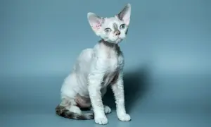 Biały kot rasy Devon Rex z niebieskimi oczami siedzi na szarym tle.