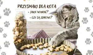 Buraki dla kota: Czy to zdrowy przysmak, czy ukryte ryzyko?