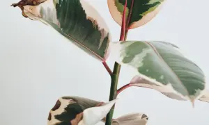 Fikus med variegerade blad. Vissa blad har bruna prickar och torra kanter, vilket tyder på att den behöver lite extra kärlek.