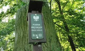 Tabliczka informuje, że to pomnik przyrody nr rej. 652. Stary, potężny dąb w lesie, chroniony prawem.