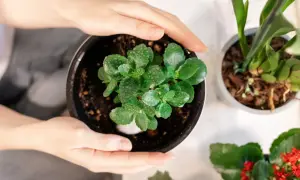 Dłonie trzymają doniczkę z młodym kalanchoe, gotowym do przycinania.