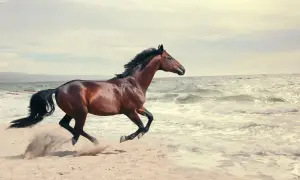 Brązowy koń galopuje po plaży, wzbijając piasek. Jego grzywa rozwiewa się na wietrze, a fale obmywają jego kopyta. To obraz najszybszego biegu konia.