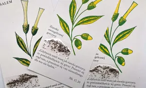 Ilustracje gałązek z żółtymi kwiatami i liśćmi, z przyklejonymi ziarnkami gorczycy. Cytat z Ewangelii Mateusza o przypowieści o ziarnku gorczycy.
