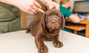 A brown Labrador puppy receives its parvovirus vaccine from a veterinarian, ensuring a healthy start to life.