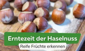 Reife Haselnüsse liegen auf einem Holzbrett. Die Erntezeit der Haselnuss ist gekommen, und die Früchte sind bereit zum Schneiden.