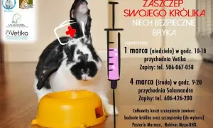 Ile kosztuje wizyta u weterynarza z królikiem? Sprawdź ceny i oszczędzaj