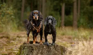Zwei nasse Hunde stehen auf einem Baumstumpf im Wald. Sie warten geduldig auf das nächste Kommando für ihre Hunde Tricks.