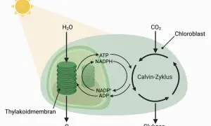 Schema des fotosynthese ablauf: Sonnenlicht, H₂O und CO₂ werden in einem Chloroplasten zu Glukose umgewandelt. O₂ wird freigesetzt.