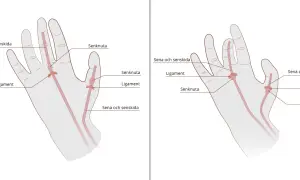 Illustrationer visar handens olika delar: senor, senskidor, ligament och senknutor.