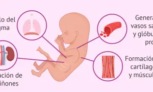 Feto en semana 11 de embarazo. Se muestran el desarrollo del diafragma, riñones, vasos sanguíneos, glóbulos rojos, cartílagos y músculos.