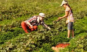 Ile można zarobić na truskawkach w Polsce? Zaskakujące fakty o dochodach