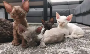 Czarny Devon Rex - wyjątkowy kot o niezwykłym charakterze i pielęgnacji