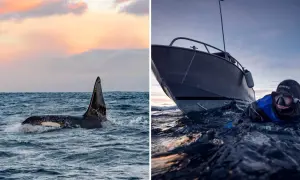En spännande valsafari i Norge. En späckhuggare bryter ytan vid solnedgången, medan en dykare i våtdräkt nära en båt förbereder sig för ett kallt äventyr.