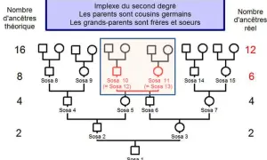 Arbre généalogique montrant un implexe du second degré, où les parents sont cousins germains. Les archives 47 état civil pourraient documenter de telles unions.