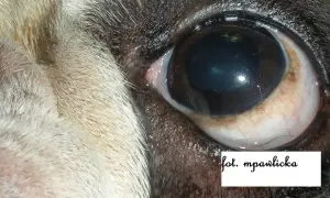Zbliżenie na oko psa, widoczna ciemna plamka na oku, która może być znamieniem lub zmianą.