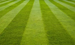 Idealnie przystrzyżona trawa wimbledon, lśniąca w słońcu, gotowa na wielkie emocje.