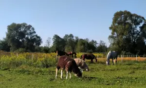 Stajnia Pasat Wielki Bór: konie i owce pasące się na zielonej łące, w tle las i żółte kwiaty.