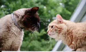 Two cats, one Siamese and one orange tabby, cautiously sniff each other, a moment captured in the art of how to introduce cats.