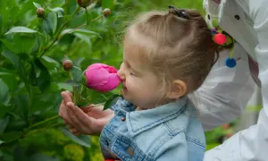 Liten flicka njuter av doften från en rosa pion. En vacker dag att plantera pioner i trädgården.
