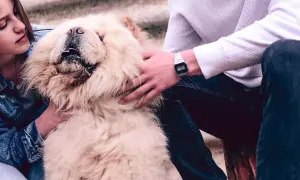 Chow chow sierść czy włosy? Poznaj tajemnice pielęgnacji i charakterystyki