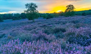 Blühende Heide in der Westruper Heide bei Sonnenuntergang. Ein perfekter Ort zum Wandern und Genießen der Natur.