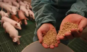 Dwie dłonie trzymają granulowany paszowy dodatek, pokazując, czym karmić świnie. W tle widać stadko prosiaków.