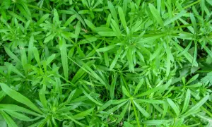 Gęsty dywan zielonych liści przytulii czepnej, tworzący naturalny krajobraz.