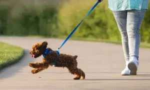 Ein kleiner, brauner Hund rennt fröhlich auf einem Weg, während er am Halsband zieht.