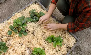 Personen lägger halm runt jordgubbsplantor i en odlingslåda. Bra jord till jordgubbar är viktigt för frodiga plantor.
