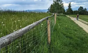 Spacerując po maciejowa szlak, podziwiamy łąkę pełną dmuchawców i malowniczy, drewniany płot.