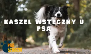 Border collie z piłeczką w pysku biegnie po ścieżce. Napis "KASZEL WSTECZNY U PSA" informuje o problemie zdrowotnym.