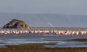 Różowe flamingi brodzą w płytkiej wodzie jeziora Natron. W oddali widać skalistą wyspę i góry.
